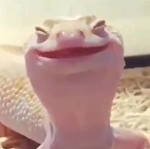 Meet your Posher, Bobby